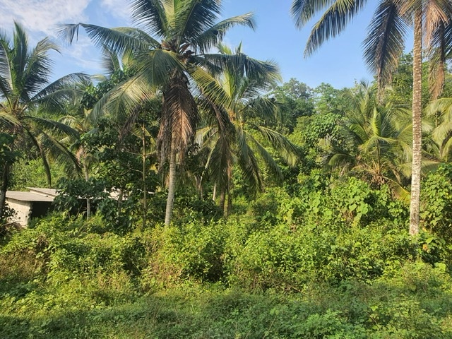 Coconut Land for Sale in Malagala, Padukka at reduced Price – Prime ...